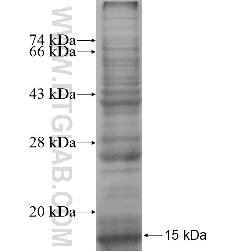 PLP1 fusion protein Ag14269 SDS-PAGE PLP1 fusion protein Ag14269 SDS-PAGE