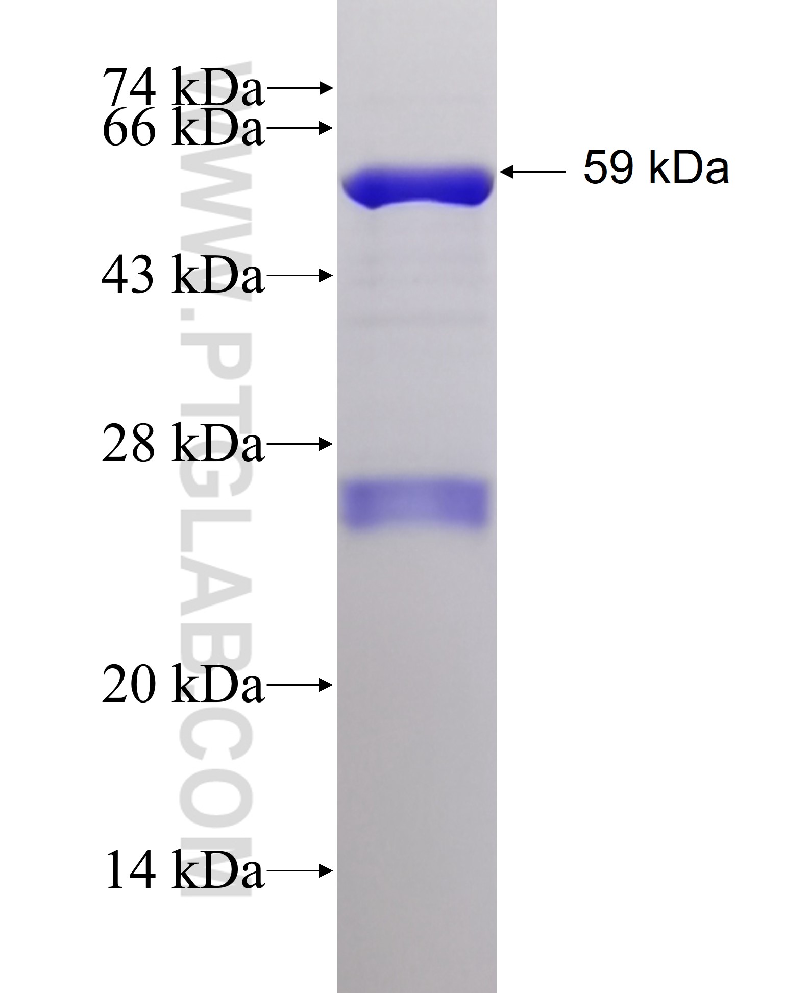 PLS1 fusion protein Ag3532 SDS-PAGE