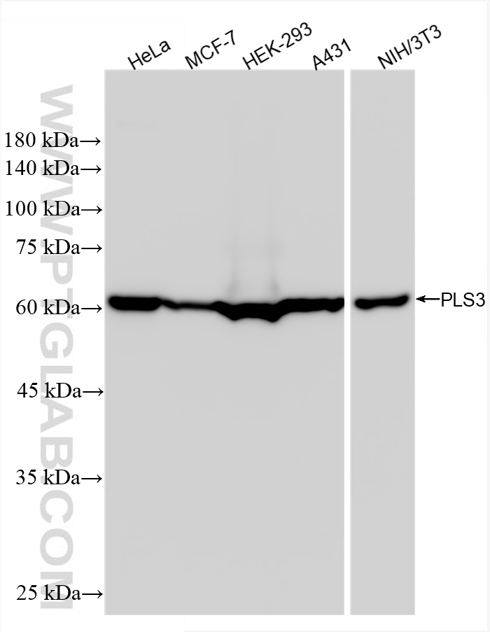 WB analysis using 86323-1-RR