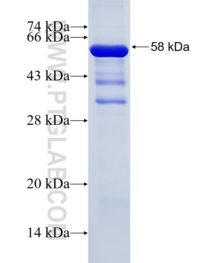 PLSCR3 fusion protein Ag27655 SDS-PAGE