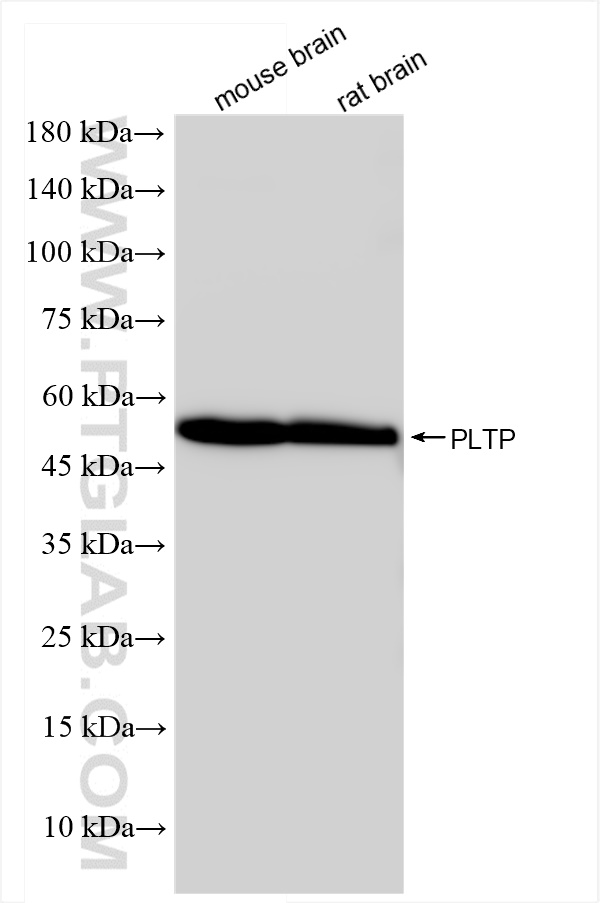 WB analysis using 84592-1-RR