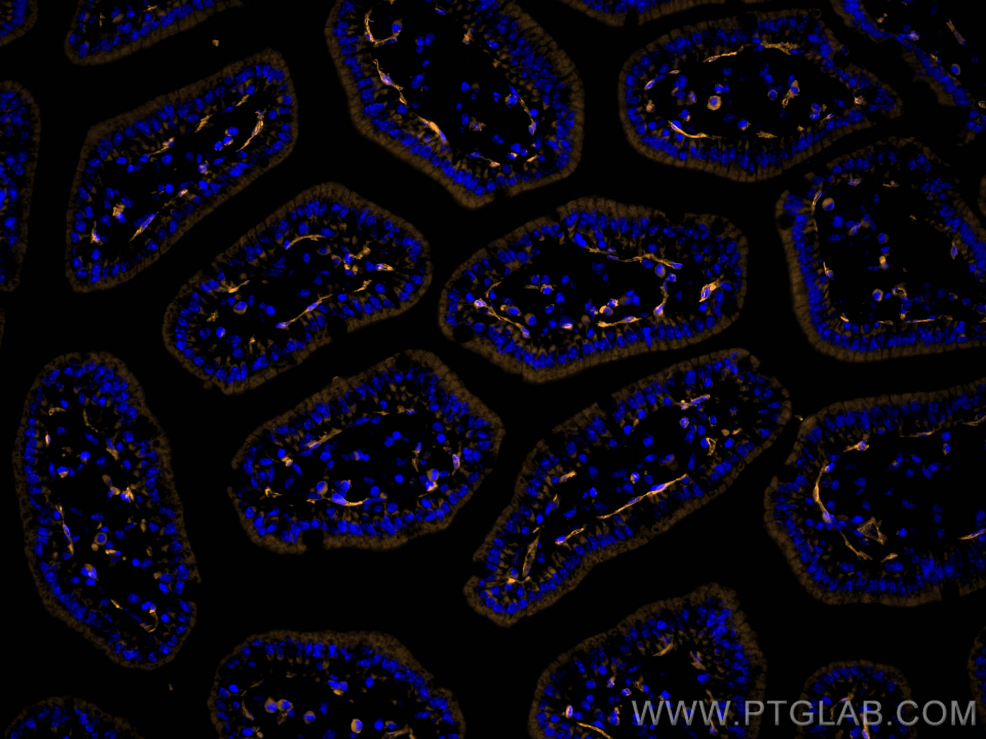IF Staining of mouse small intestine using 65214-1-Ig