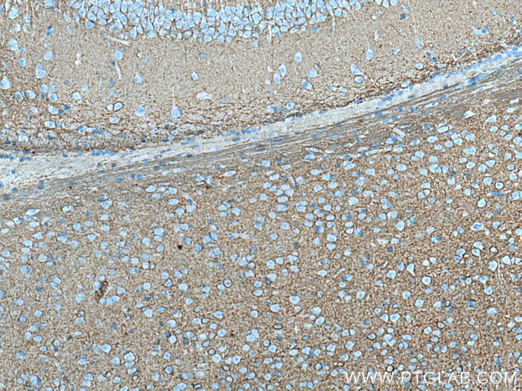 IHC staining of mouse brain using 67265-1-Ig