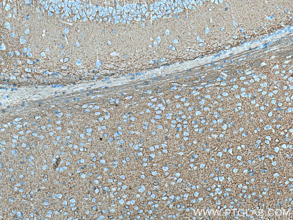 IHC staining of mouse brain using 67265-1-Ig