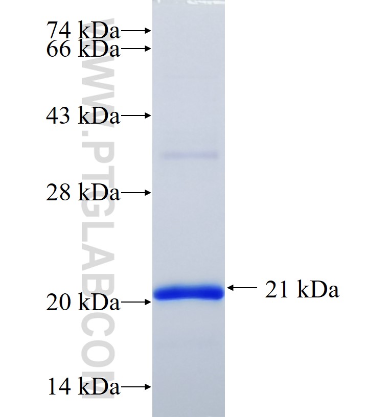 PLXNC1 fusion protein Ag30179 SDS-PAGE