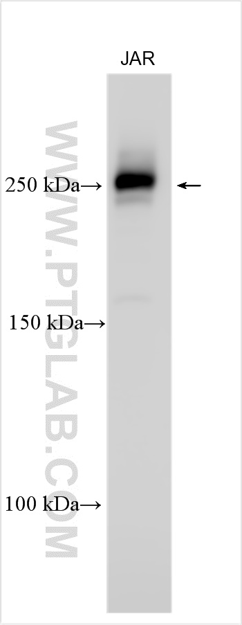WB analysis using 32470-1-AP