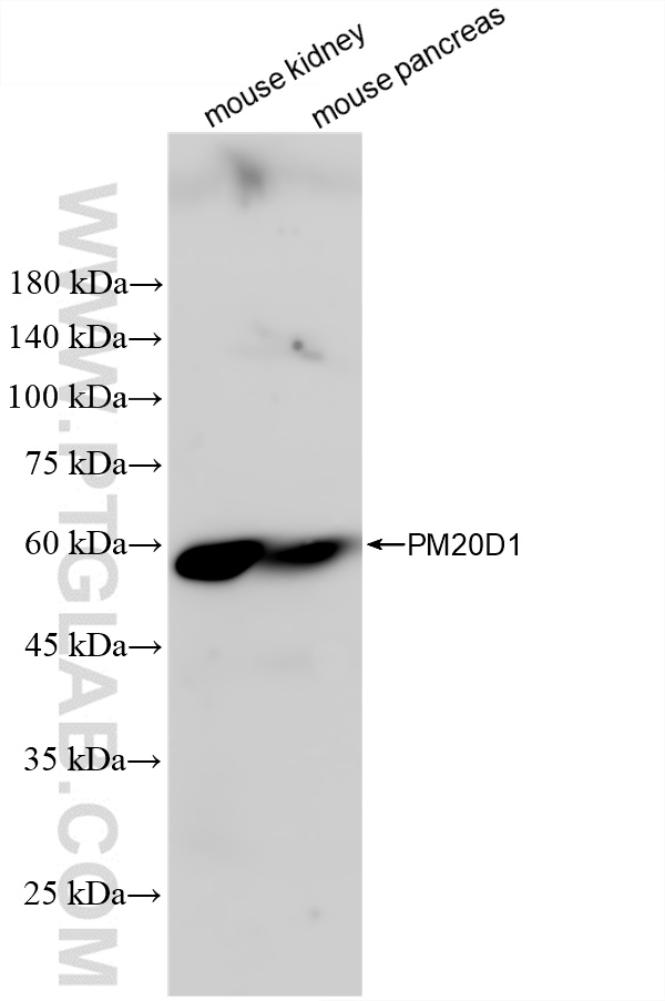 WB analysis using 84397-2-RR (same clone as 84397-2-PBS)