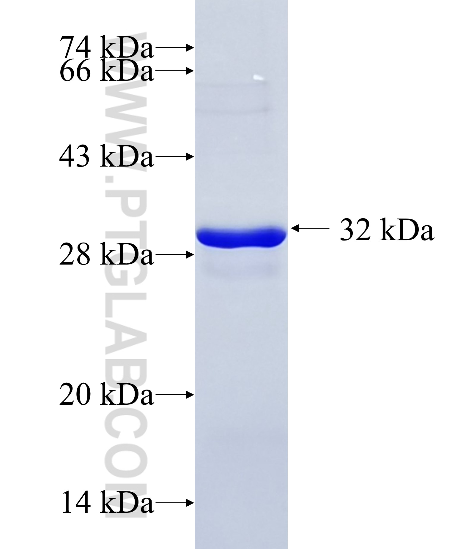 PMCA2 fusion protein Ag28994 SDS-PAGE