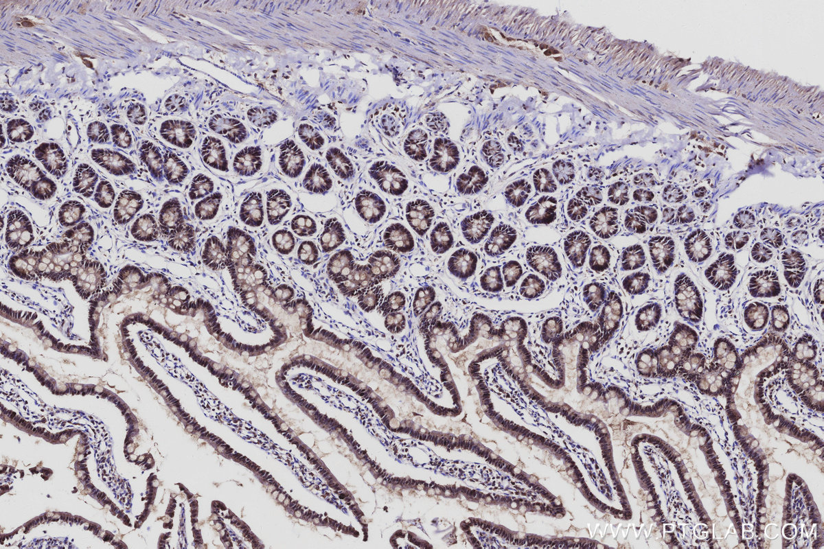 IHC staining of rat small intestine using 10666-1-AP