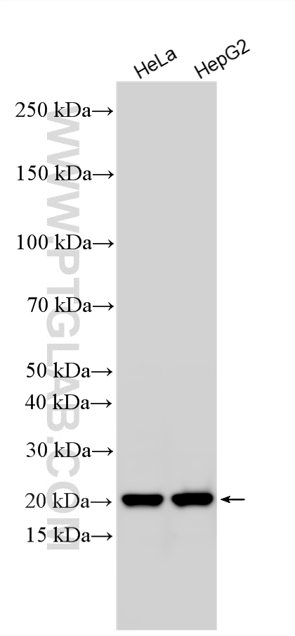 WB analysis using 10666-1-AP