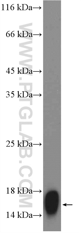 WB analysis of pig spinal cord using 12717-1-AP