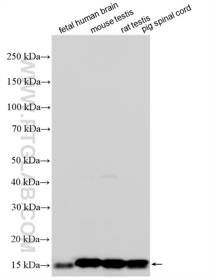 WB analysis using 12717-1-AP (same clone as 12717-1-PBS) WB analysis using 12717-1-AP (same clone as 12717-1-PBS)