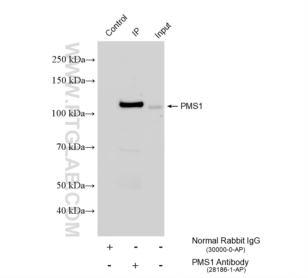 IP result of anti-PMS1 (IP:28186-1-AP, 4ug; Detection:28186-1-AP 1:3000) with Jurkat cells lysate 900 ug. IP experiment of Jurkat using 28186-1-AP