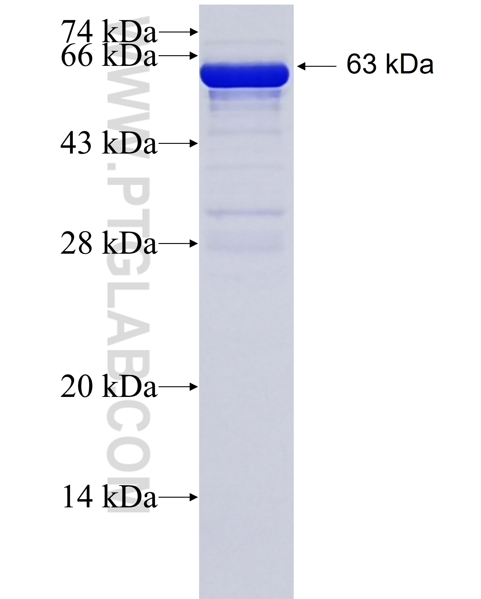 PMS1 fusion protein Ag28132 SDS-PAGE