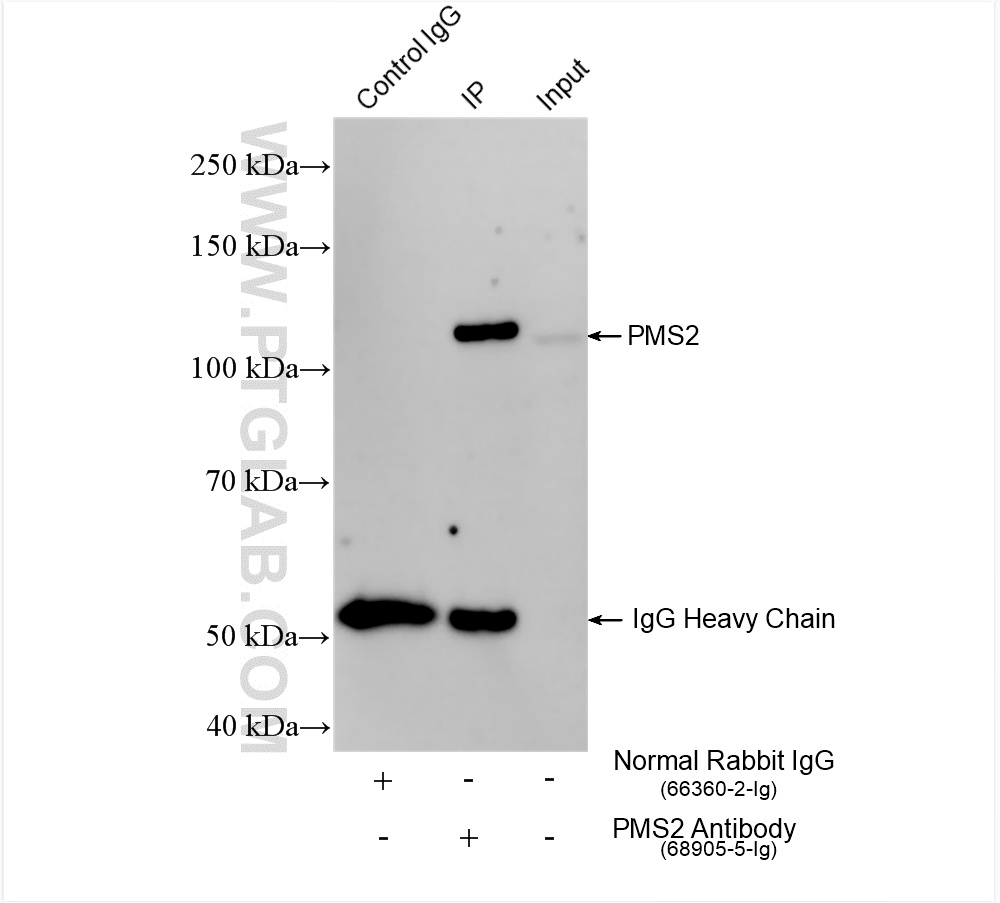 IP result of anti-PMS2 (IP:68905-5-Ig, 4ug; Detection:68905-5-Ig 1:1000) with HEK-293 cells lysate 1800 ug. IP experiment of HEK-293 using 68905-5-Ig