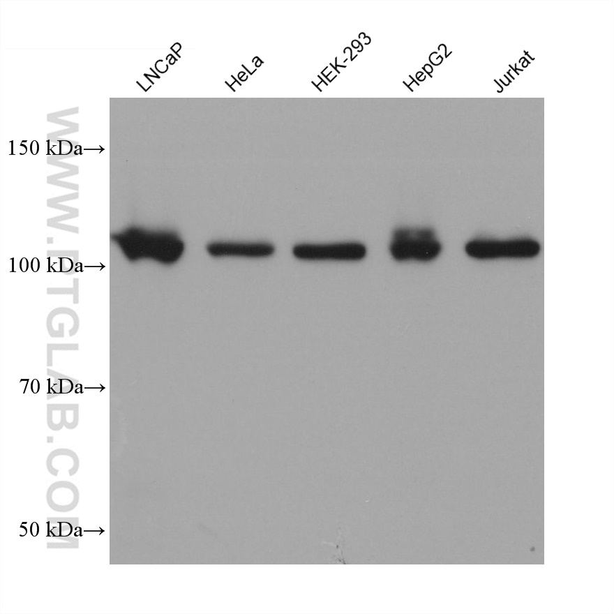 WB analysis using 68905-5-Ig