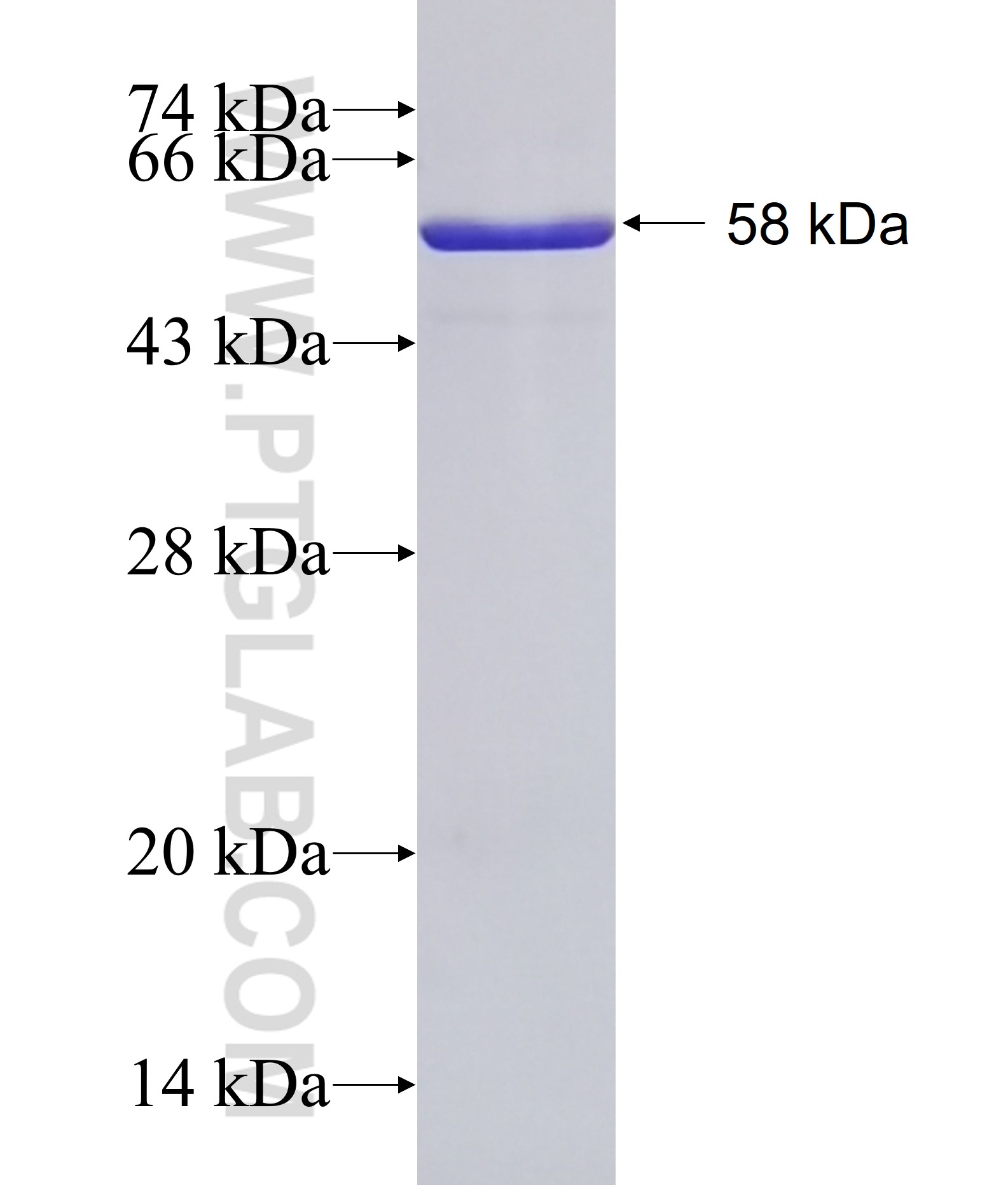 PNGase F fusion protein Ag32772 SDS-PAGE