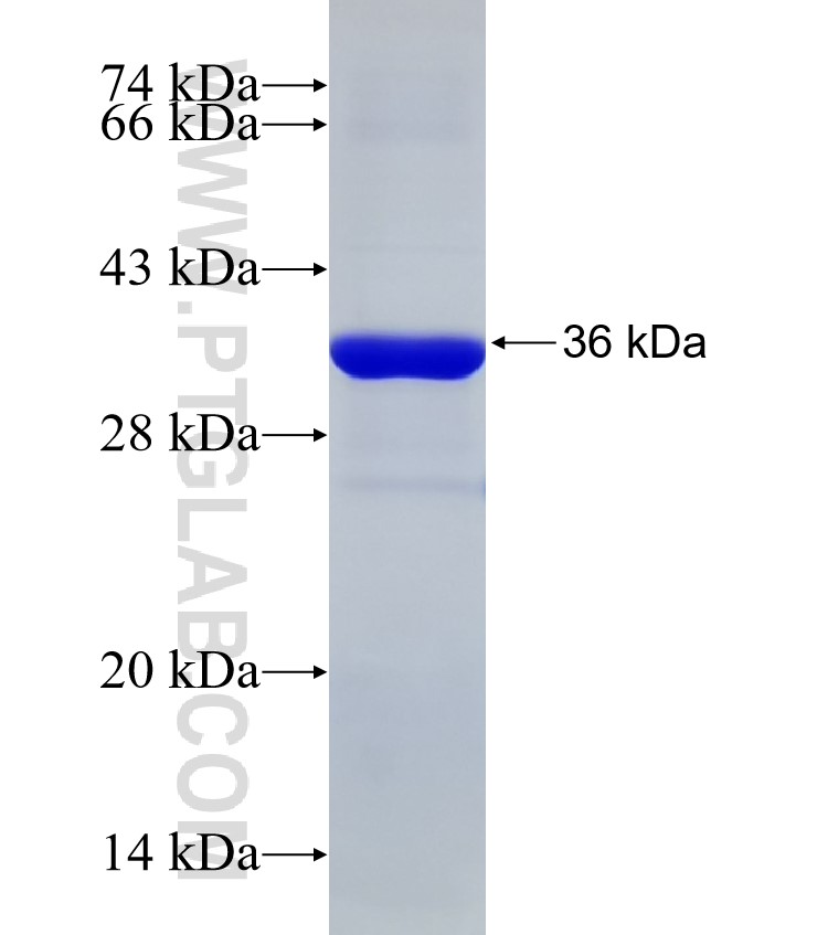 PNGase F fusion protein Ag32781 SDS-PAGE