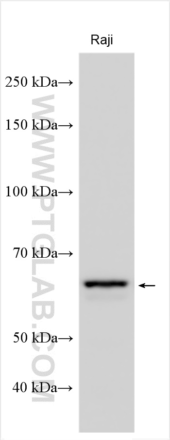 WB analysis using 25559-1-AP