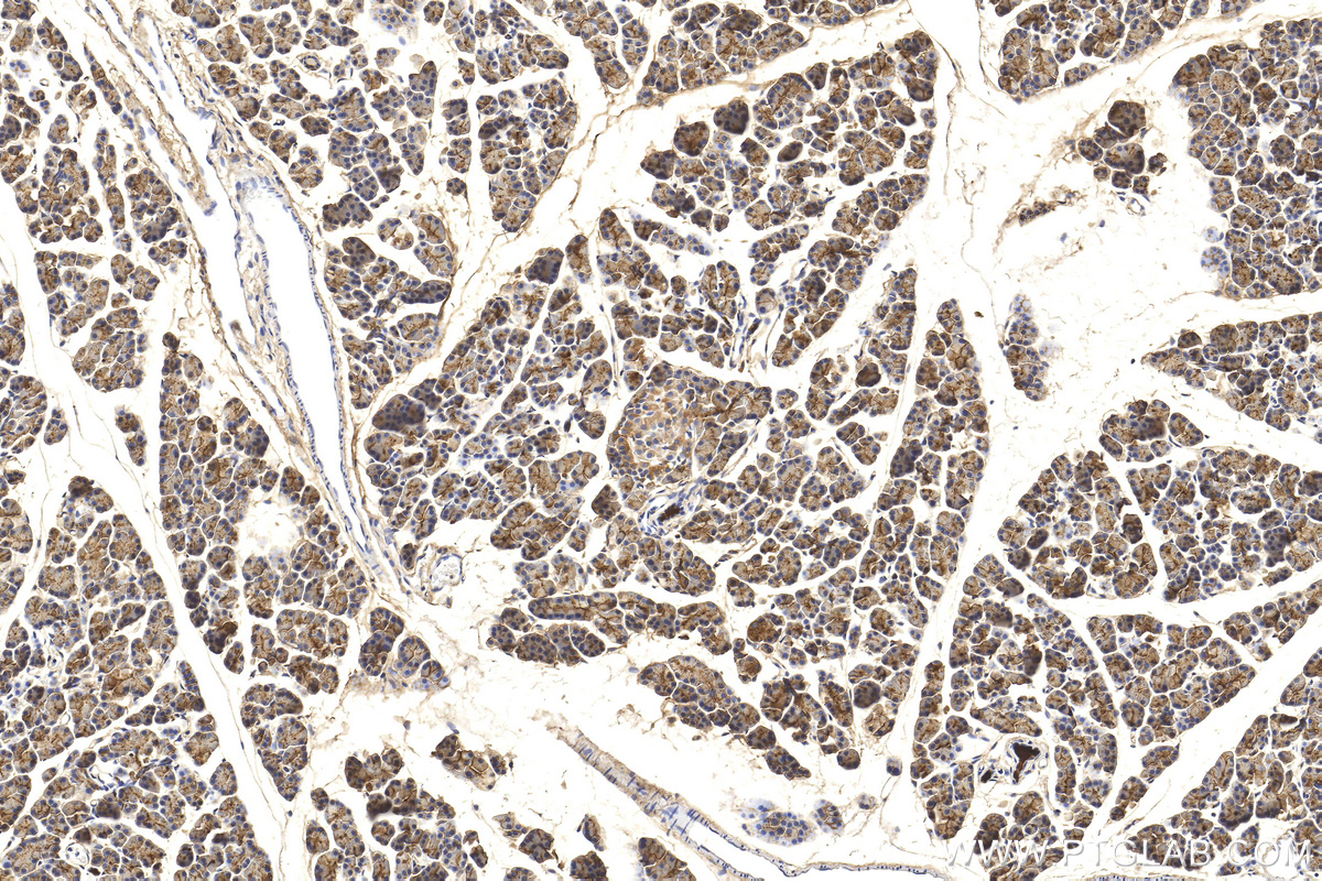 IHC staining of rat pancreas using 27341-1-AP
