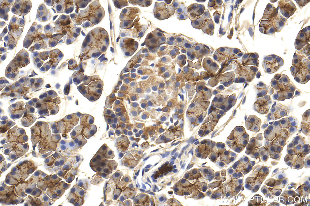 IHC staining of rat pancreas using 27341-1-AP