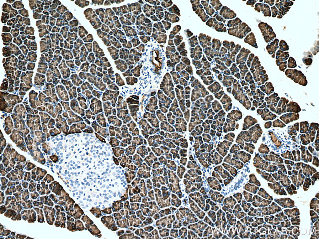 IHC staining of rat pancreas using 67603-1-Ig