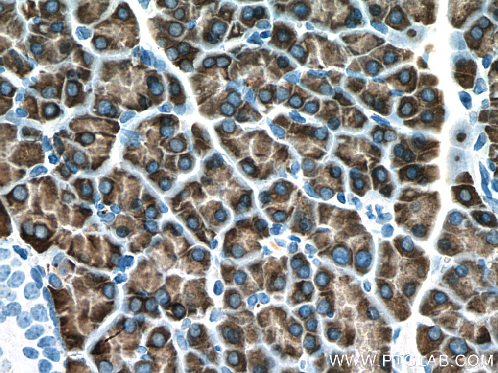 IHC staining of rat pancreas using 67603-1-Ig (same clone as 67603-1-PBS)