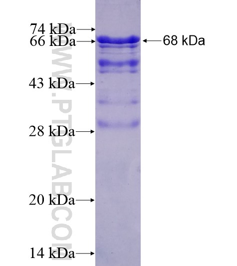 PNMA2 fusion protein Ag10289 SDS-PAGE