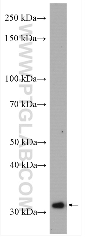 WB analysis of K-562 using 13217-1-AP