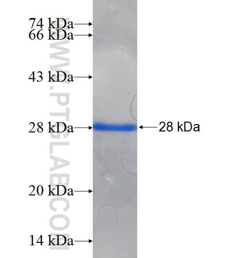 PNOC fusion protein Ag25711 SDS-PAGE