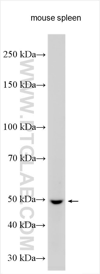 WB analysis using 30905-1-AP