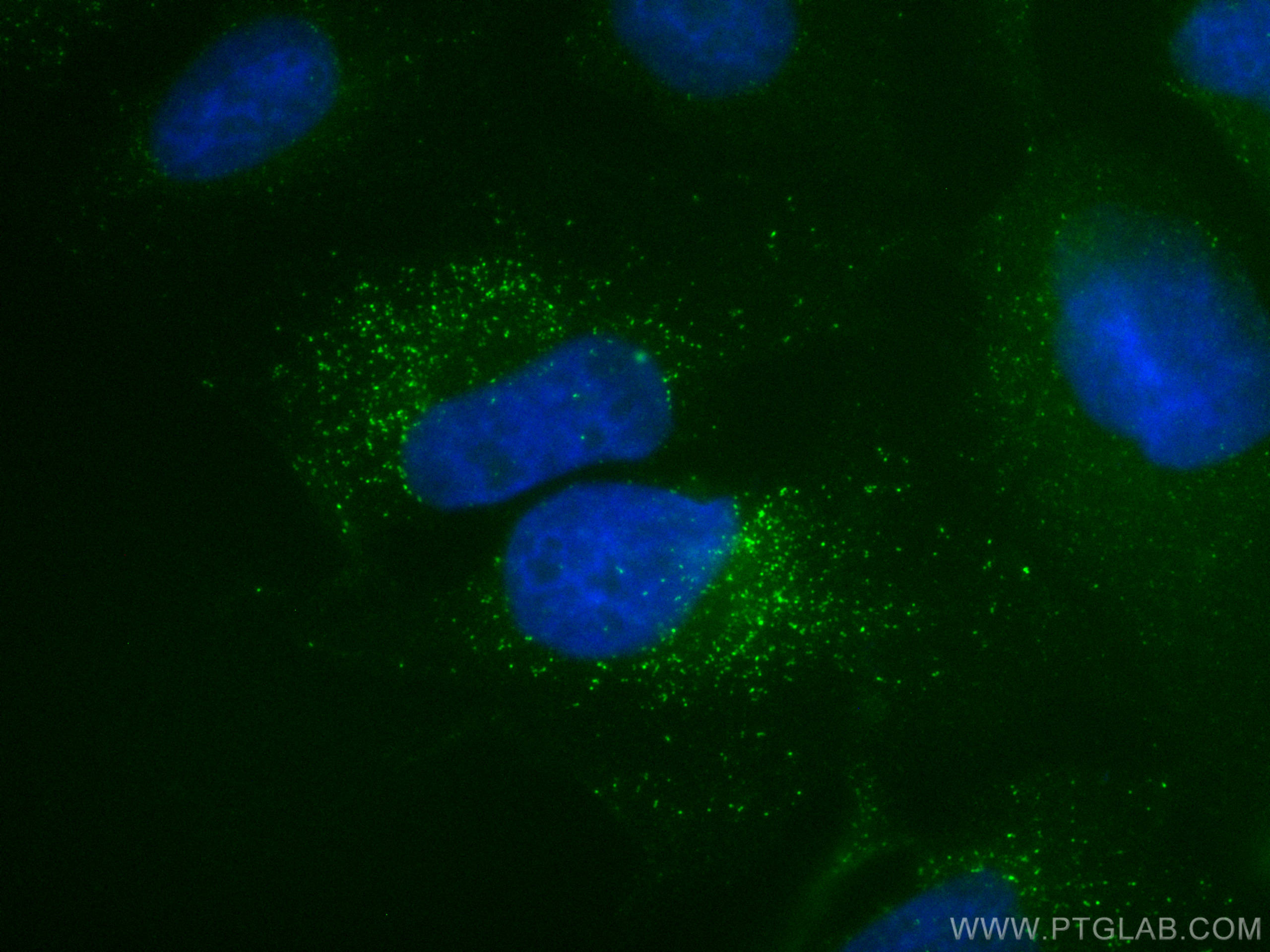 IF Staining of HeLa using CL488-67369