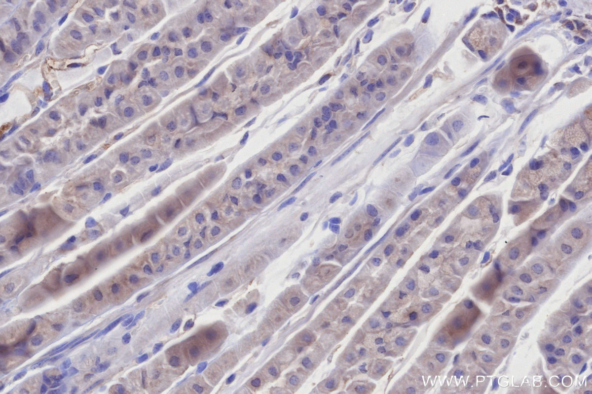 IHC staining of mouse stomach using 68309-1-Ig