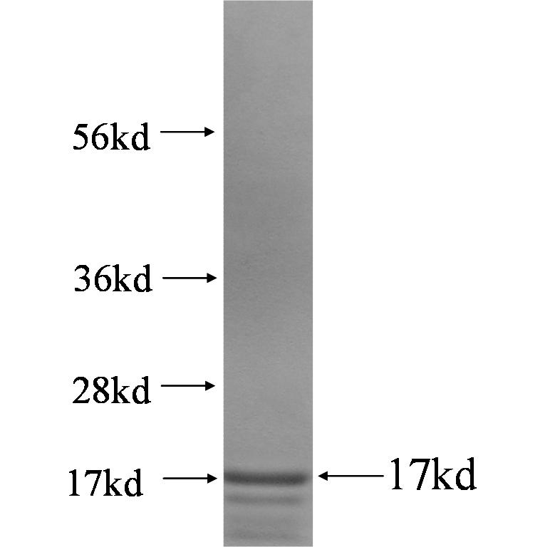 PNRC2 fusion protein Ag0442 SDS-PAGE PNRC2 fusion protein Ag0442 SDS-PAGE