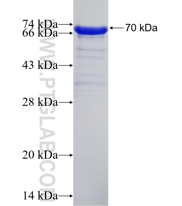 TRA-1-60 fusion protein Ag12844 SDS-PAGE