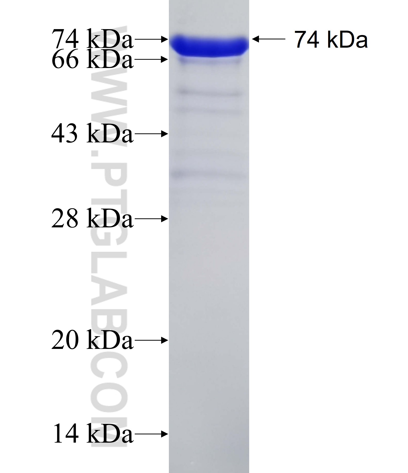 TRA-1-60 fusion protein Ag12844 SDS-PAGE