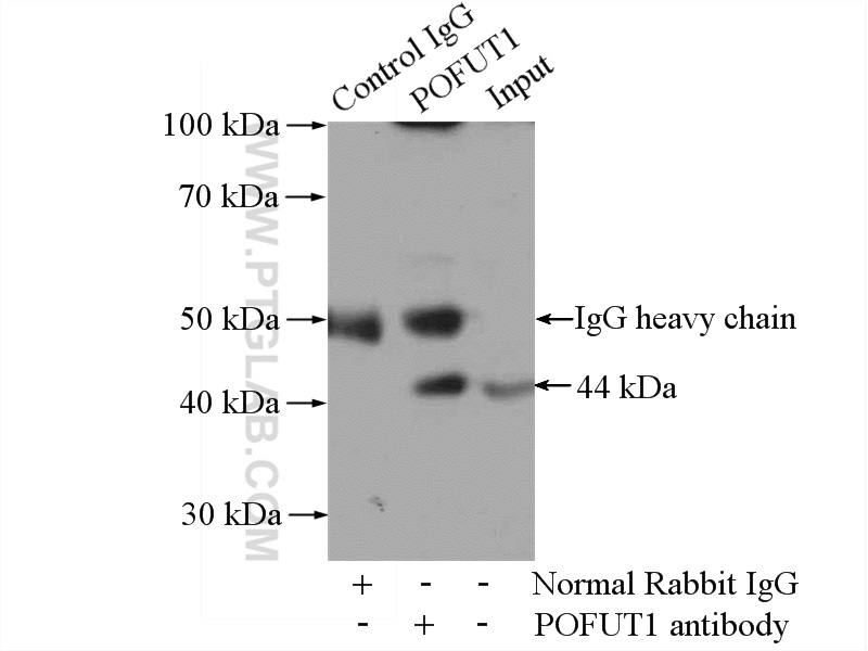 IP experiment of HepG2 using 14929-1-AP