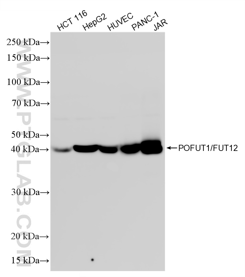 WB analysis using 87434-1-RR