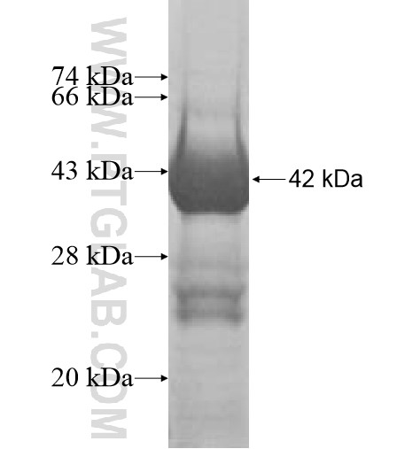 POLD1 fusion protein Ag8200 SDS-PAGE POLD1 fusion protein Ag8200 SDS-PAGE