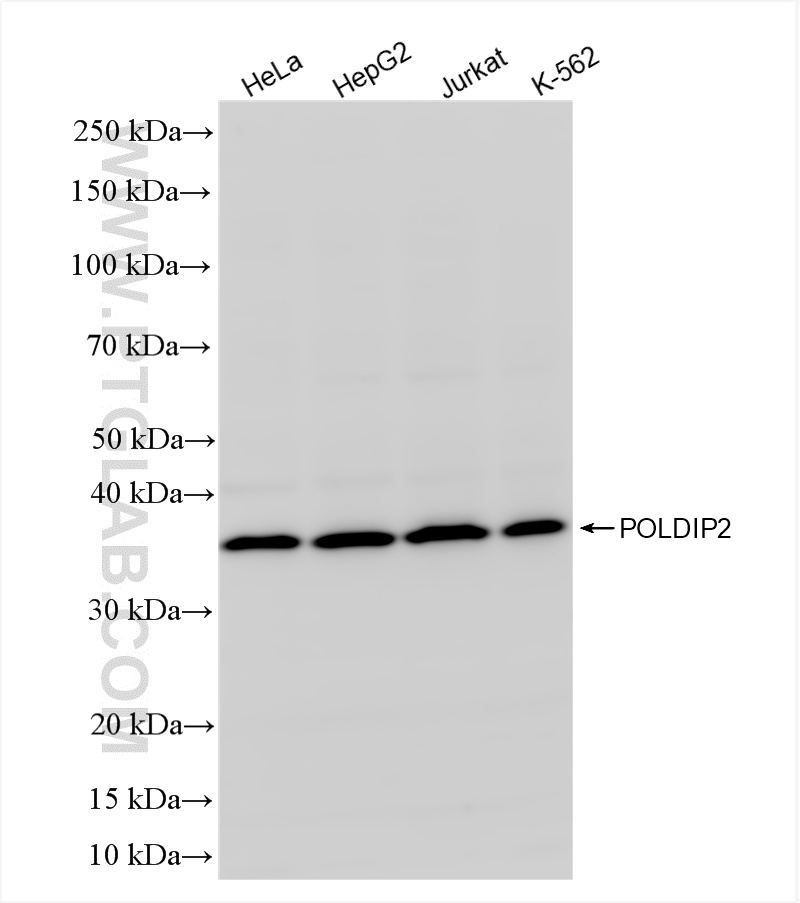 WB analysis using 86232-3-RR