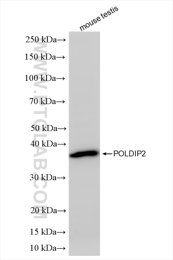 WB analysis of mouse testis using 86232-3-RR