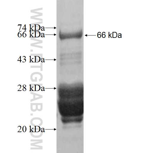 POLE fusion protein Ag9833 SDS-PAGE POLE fusion protein Ag9833 SDS-PAGE