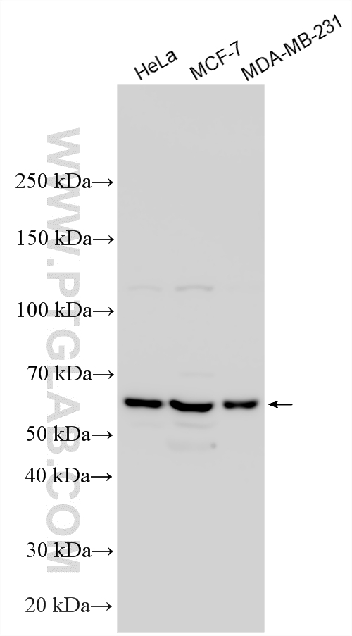 WB analysis using 33482-1-AP