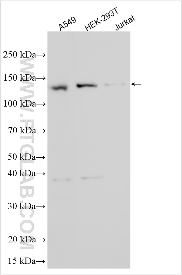 WB analysis using 14110-1-AP