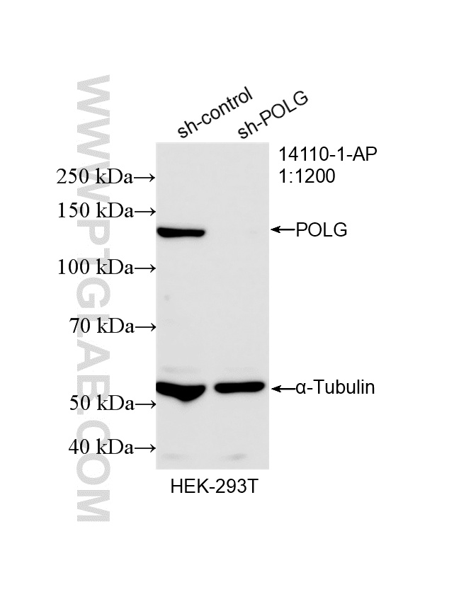 WB analysis of HEK-293T using 14110-1-AP