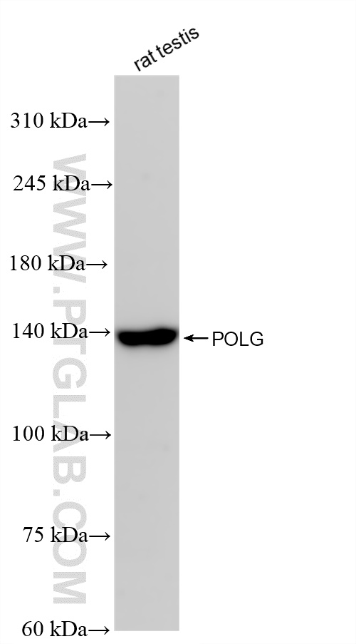 WB analysis of rat testis using 83670-1-RR