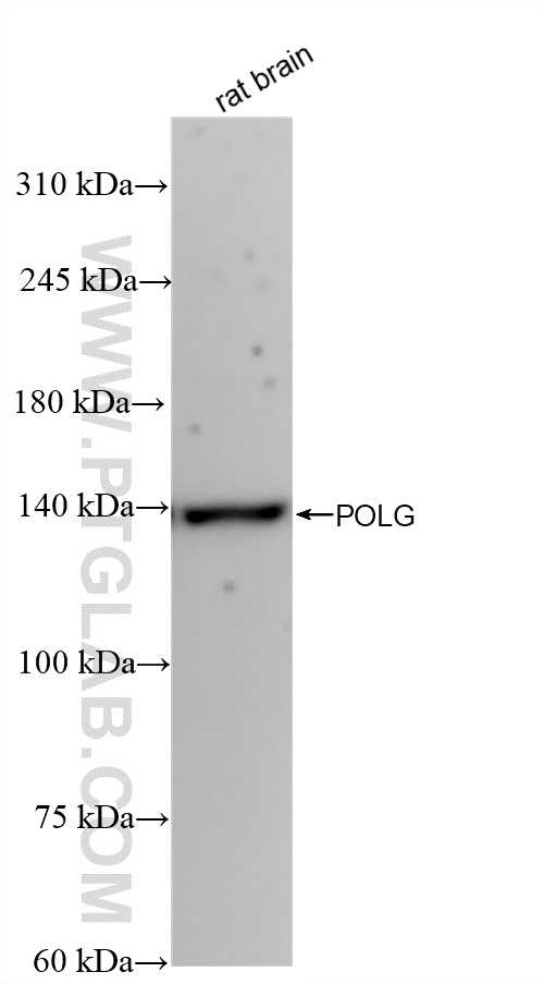 WB analysis of rat brain using 83670-1-RR