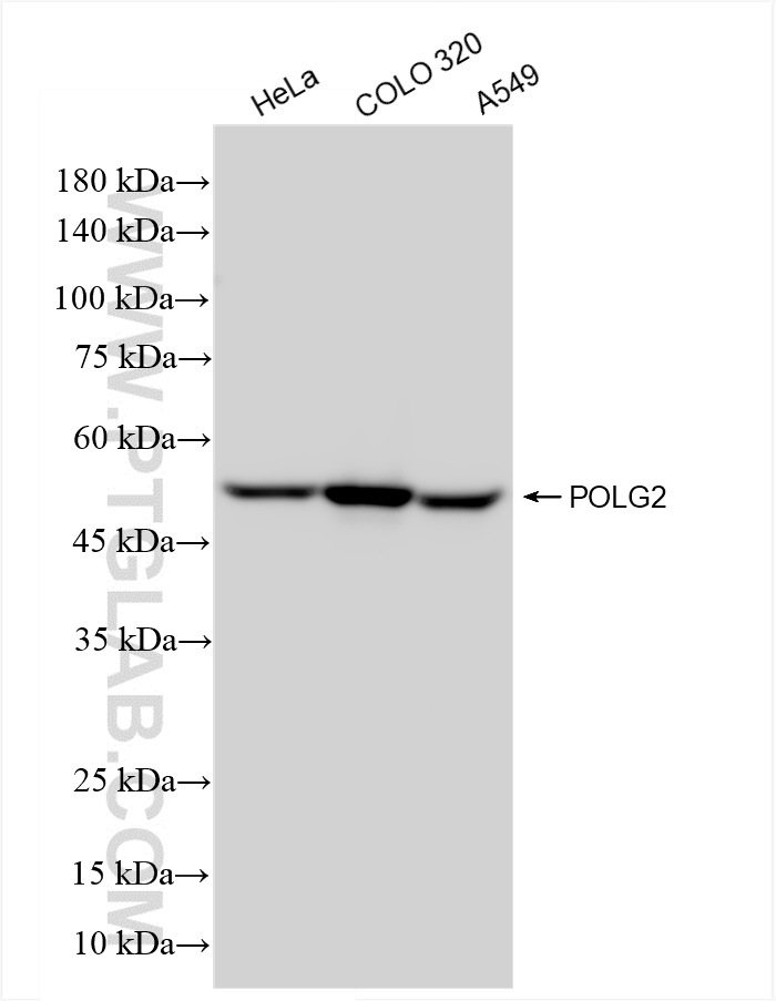 WB analysis using 85852-4-RR