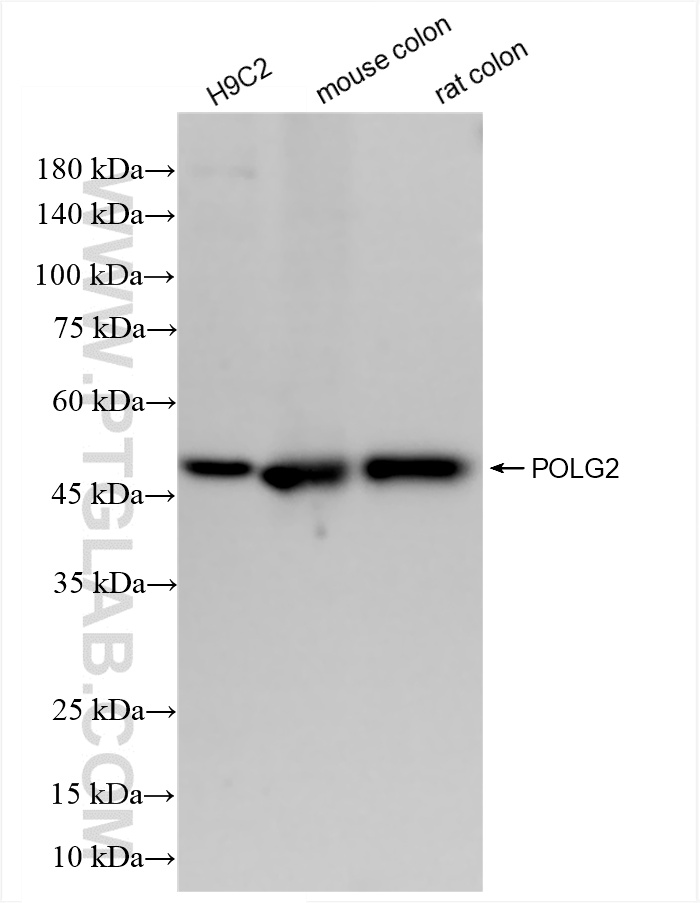 WB analysis using 85852-4-RR