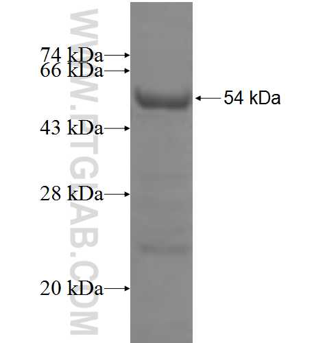 POLK fusion protein Ag6194 SDS-PAGE POLK fusion protein Ag6194 SDS-PAGE